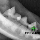 튼튼동물의료센터 이미지