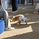 업 독 라이프 이미지