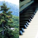 지구를 지켜줘] 피아노 만드는 가문비나무, 지구온난화로 사라질 위기라는데 이미지