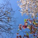 1732 | 1732.목련 후기-복효근