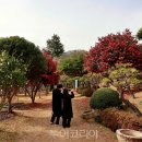 붉은산다화 이미지