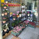 산본프라자 | 산본 어버이날꽃 추천, 감성 꽃바구니 만족 후기 (군포 꽃집 플랑플로가든에서 고민 해결)