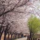 피어505푸드 | 경기 봄꽃명소 하남 당정뜰 벚꽃 산책코스 총정리(개화현황, 주차 팁)