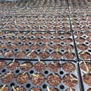 스마일2 농장 이미지