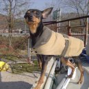 대전애견경매장 이미지