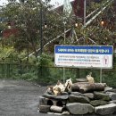 보령 나들이 1코스 | 보령 아이와 가볼만한 곳 /바둑이네 동물원 후기 / 개화예술공원 근처 가족 나들이 코스 추천