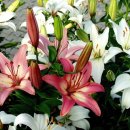 예산읍011 이미지