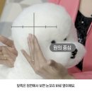 오드리 펫 이미지