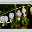 자연동물약국 이미지