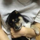 십자가축병원 | 반려견 이야기 : 치노 근황 슬개골 탈구 수술 후기