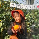 경남농장 | 아이 웃음소리가 가득했던 가을 하루, “창원 감이귤이 농장”,부산근교, 경남 아이랑 갈만한곳 추천!