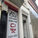 디캣 | [대구 카페] 동성로 고양이카페 디캣 후기