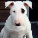 꽃보다 개 이미지