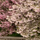 성산패총로 | 경남 창원 겹벚꽃 명소 늘푸른전당 &amp; 성산패총 :: 경남 벚꽃 명소 방문 후기