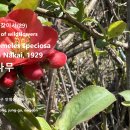 명자나무 야생화를 찾아서(29) 대전 중구 안영동 검바우마을 이미지