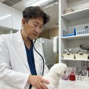 해오름 동물병원 | 중구 주교동 동물병원 강아지 항암치료 하면 진짜 오래 살까요?