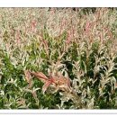 상포농장 이미지