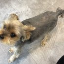 테리네간식 이미지