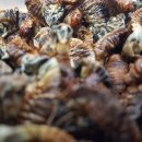 가평곤충농장 이미지