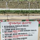 양주 딸기체험 하나농원 후기｜입장료 없는 무게제 체험, 매년 찾게 되는 이유 🍓