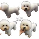 토브 펫 살롱 이미지