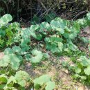 시고르하우스 이미지