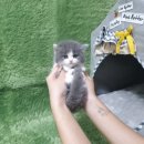 광주강아지분양 고양이분양 펫왕국 이미지