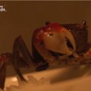 밥도둑 Daum카페
