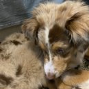 Cuddly Puppy 이미지