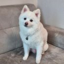 예뻐할게 펫 살롱 네이버블로그