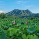 산막이옛길농촌체험휴양마을 | 충북 연꽃 명소 청정 자연 속 초록빛 힐링 감성 가족 나들이 가볼만한곳 베스트 10 한적한 여름 꽃구경...