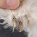 아로비숍 | 강아지화식 고슬식탁, 8년차 애견미용사가 제조를 시작하게 된 이유