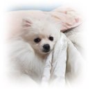 애지중지애견카페 이미지