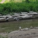 정릉천 제기1교 이미지