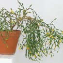 뽀빠이카 이미지