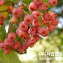 조경설계서림 이미지