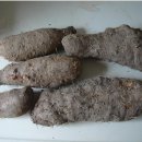 둥근마 재배법 이미지