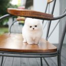 화이트 독 이미지