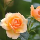 제일안경콘텍트 이미지