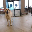 더 퍼피즈 블루 오션 쿡 이미지