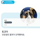 금천동물병원 | 금천구 글로리동물병원 :: 7살 강아지 건강검진 후기