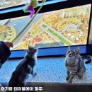 멍멍이와 야옹이 나들이 | 파주 야당역 실내 동물원 테이블에이 운정 호수공원 데이트