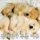 프라임동물병원 이미지