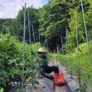 노을이슬 이미지