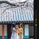 NR-22[녹산로]-하-28 | 4월 제주도 여행 : 제주 벚꽃 제주도 유채꽃 명소 7곳 모음