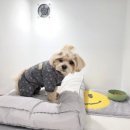 더봄(the봄) 이미지