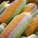 🌽 GMO 식품은 식량위기의 해결책이 될 수 있을까? 학술동아리 토론 후기