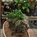 화석(규화목) 이미지