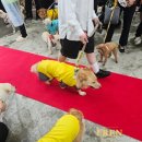 이평우 반려견 교육센터 이미지