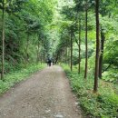 상관 공기마을 편백숲 이미지